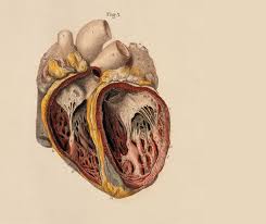 Anatomy Wallpapers Top Free Anatomy Backgrounds Wallpaperaccess