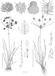 Image result for Cyperus sp.no.6