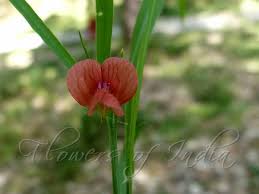 Image result for Lathyrus sphaericus