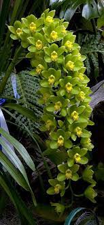 Cymbidium Ha Bui Your Majesty Cymbidium Orchids Unusual Flowers Beautiful Orchids