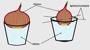We did not find results for: Onion Root Tip Mitosis Stages Experiment And Results