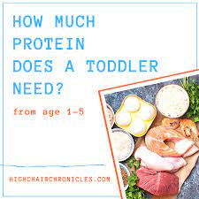 How Much Protein Does A Toddler Need High Chair Chronicles