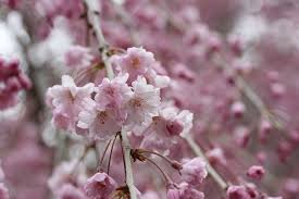 Cerasus.they are also known as japanese cherry and sakura (桜 or 櫻; Weeping Cherry Blossom Tree Free Photo On Pixabay