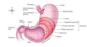 Stomach Anatomy And Physiology Stomach Anatomy