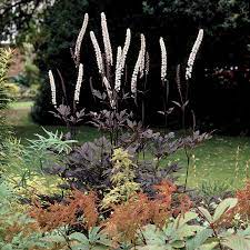 Check spelling or type a new query. Cimicifuga Hillside Black Beauty Bugbane Posadka Rasteniya Cvetniki