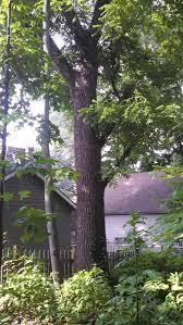 Many gardeners leave them on the tree for aesthetic value rather than consuming them. Black Walnut Tree Value
