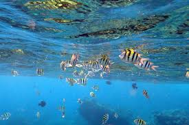 Sparkling waters perfect for snorkeling in hanauma bay. How A Lockdown Saved Hanauma Bay One Of Hawaii S Natural Treasures