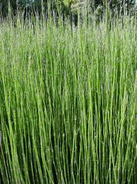 Image result for Hydrothauma manicatum