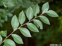 Image result for Ulmus parvifolia