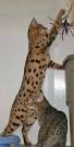 Early Generation Bengals F1 F2 F3 - LEOPARD ... - KITTENS