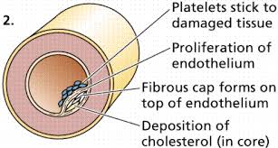 Facebook twitter pinterest this free heart diagram coloring page illustrates how blood flows through the heart and is perfect for coloring. Circulatory Systems