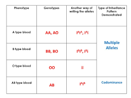 How are waste products excreted in amoeba? Multiple Alleles Ppt Download
