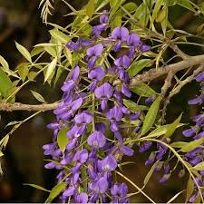 Image result for Bolusanthus