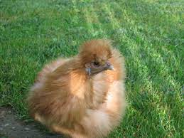 Pickle the Buff Silkie. | BackYard Chickens - Learn How to Raise Chickens