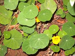 Plants leaf texture green colors leaf art green nature shades of green green aesthetic green green planting flowers plant leaves terrarium plants jewel orchid orchid leaves house plants rare online catalog of green coleus varieties from rosydawngardens.com; Beautiful Round Green Leaves Of A Plant With Orange Flowers Photograph By Ashish Agarwal
