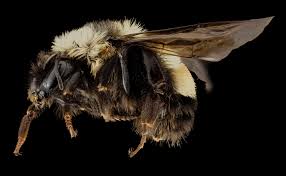 Дилан о'брайен, хейли стайнфелд, хорхе лендеборг мл. U S Lists A Bumble Bee Species As Endangered For First Time Scientific American