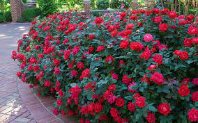 Roses can be successfully grown in every australian state and territory. The Easy Way To Grow Roses Bru Mar Gardens