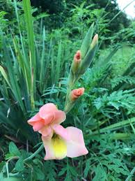 Image result for Moraea elliotii