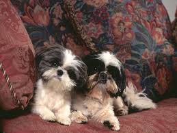 How Much Should A Shih Tzu Weight Healthy Weight For Shih Tzu