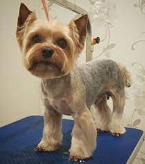 Check spelling or type a new query. 80 Adorable Yorkie Haircuts For Your Puppy