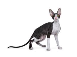 We are members of cfa and take part in fife and tica cat shows. Cornish Rex Katzenrassen Jetzt Ansehen Auf Katzeo De