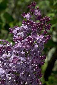 Pocahontas Lilac Syringa Outdoor Or Bonsai 4 Pot Syringa Lilac Tree Lilac Plant