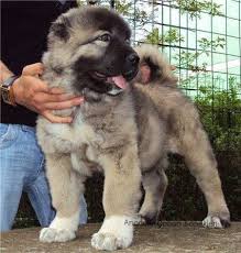 Google Kangal Dog Caucasian Shepherd Dog Russian Dog Breeds