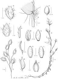 Image result for Cincinnobotrys