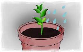 How To Grow An Apple Tree From A Seed Apple Tree From Seed Apple Tree Growing Raspberries