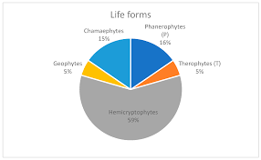 Image result for Crassocephalum ducis-aprutii