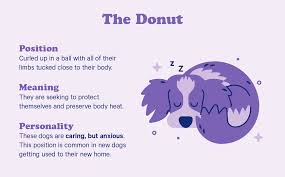 Good, this is referred to as the donut or fuzzy bagel position. 10 Dog Sleeping Positions The Adorable Meaning Behind Them Casper Blog