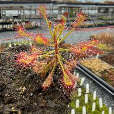 Image result for Drosera madagascariensis