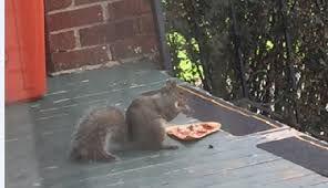 Hence, if we grow nuts and fruits that are liked by these tiny animals, we surely succeed in getting them into our backyard. Foods To Feed Your Backyard Squirrel