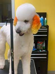 Critter color is a temporary apply and dry color system for pets. Opawz Safe Dog Dye For Creative Grooming By Brittney Culpepper Creative Grooming Dog Dye Dog Hair