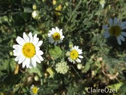 5 May Mayis Guneskoy Flora