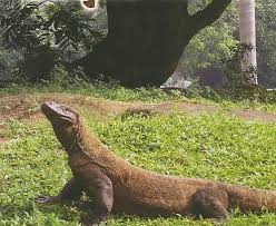 Hasil gambar untuk artikel tentang sasando