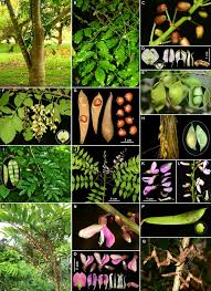 Image result for Pseudoeriosema