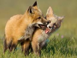 Fascinating Fox Facts We Never Knew | Always Pets