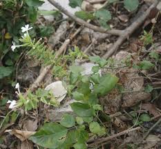Image result for Plumbago zeylanica