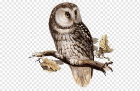 Kerajinan anak sd paud cara langkah menggambar burung sumber : Burung Hantu Burung Hantu Hewan Fauna Burung Hantu Png Pngwing