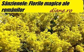 Solstițiul de vară 2021 începe la ora 6:30 în dimineața zilei de 21 iunie. Sanzienele Florile Magice Ale Romanilor Diane Ro