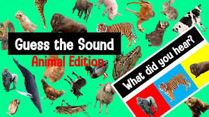 Guess The Animal Sound Game Animal Sounds Quiz Youtube