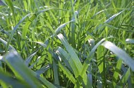 But, it's also an invasive perennial weed on lawns that consist of a different turfgrass. How To Grow Tall Fescue Information About Tall Fescue Maintenance