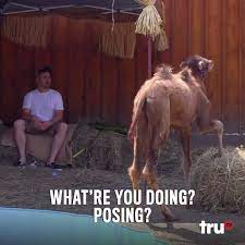 We're very lucky in that we have a production team that's been with us since almost the beginning that are so good at their job that we don't ever have to worry about anything like that. Impractical Jokers Impractical Jokers Camel Posing Facebook