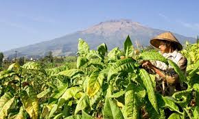 Gudang garam online for 22 usd per carton. Gudang Garam Siap Beli Tembakau Petani Bojonegoro Suara Investor