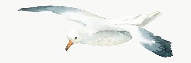 Download Premium Png Of Watercolor Painted Seagull Transparent Png 2045250 Fly Drawing Watercolor Whale Seagull