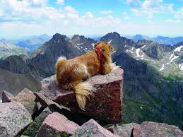 2.3 ludwig's colorado golden retrievers. Colorado Man Shares Advice For Hiking With Dogs After 14er Journey With Golden Retriever Summitdaily Com