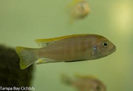 Image result for Microchloa afra