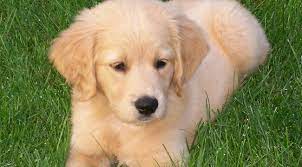 One of the friendliest breeds out there, yellow labs are great companions and love to be a part of the family. 10 Things You Need To Know About The Miniature Golden Retriever