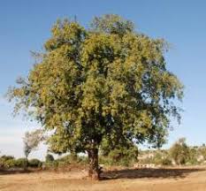 Image result for Diospyros mespiliformis